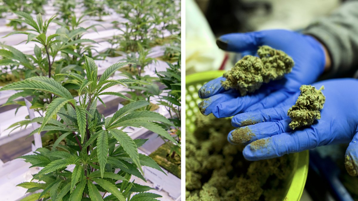 Polis kände cannabislukt – avslöjade stor odling